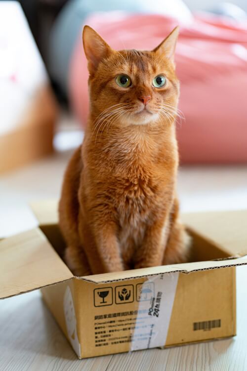 Orange cat named Kate sitting inside a small cardboard box.