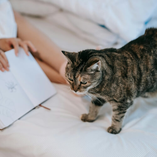 A tabby cat walks on a bed next to a person holding a notebook, illustrating the attentive nature of a Shadow Cat.