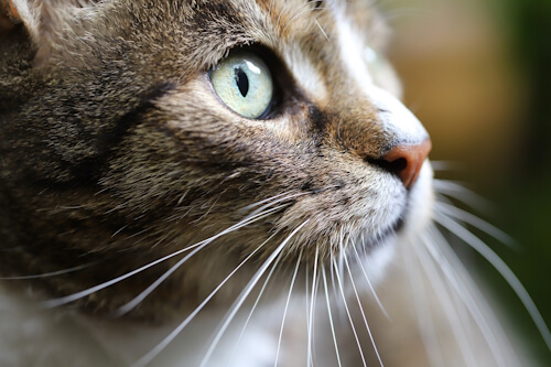 Close-up of Kiwi the cat with sharp green eyes and prominent whiskers.
