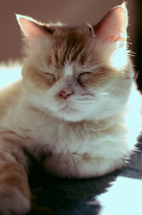 A serene cream-colored cat basking in sunlight with eyes closed in contentment.