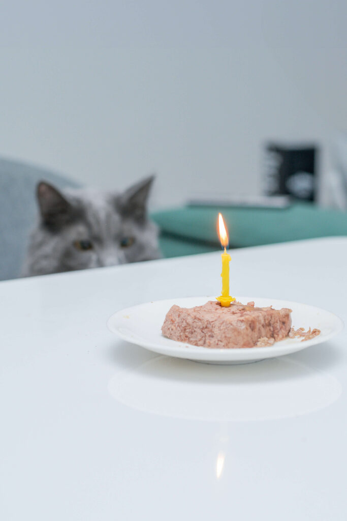 A grey cat intently eyeing a plate of gourmet cat food with a lit birthday candle.