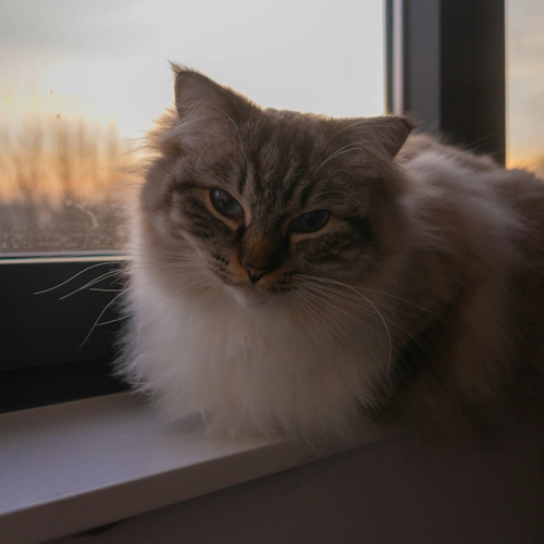 A fluffy cat with blue eyes sitting by a window, looking calmly at the camera with a sunset in the background.