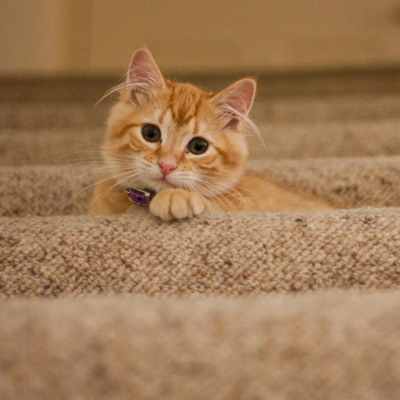 Orange kitten lying on carpeted stairs, looking up with curious eyes.