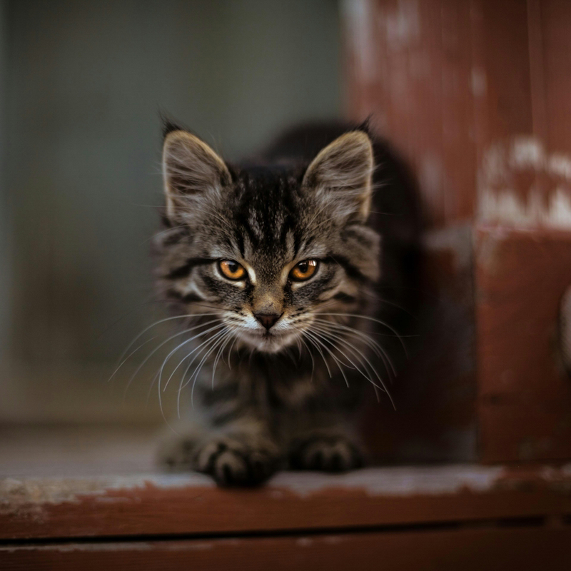 Tabby kitten with intense gaze, sitting on a wooden surface.