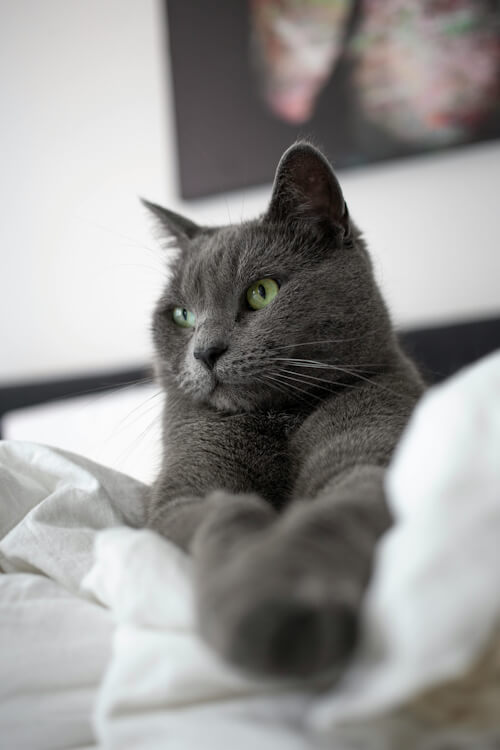 Gray cat lounging on white sheets, with green eyes looking attentively.