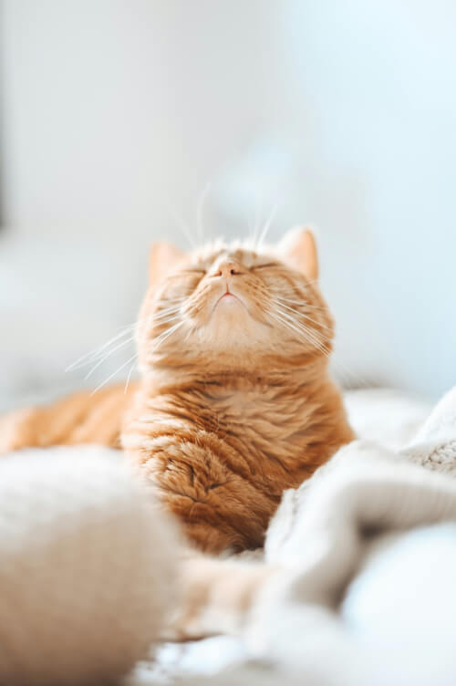 A contented ginger cat with eyes closed, basking in a cozy environment.