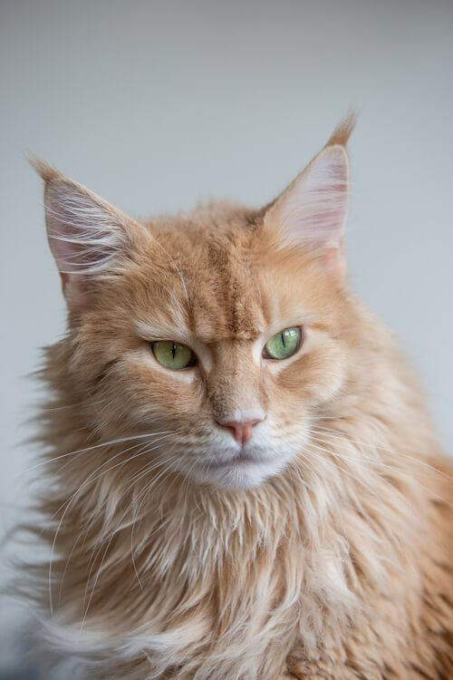 Close-up of Miso the cat with alert ears and a regal expression.