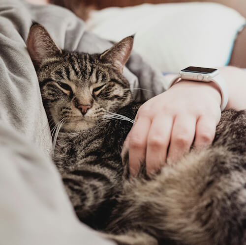 abby cat being cuddled by a person with a smartwatch.