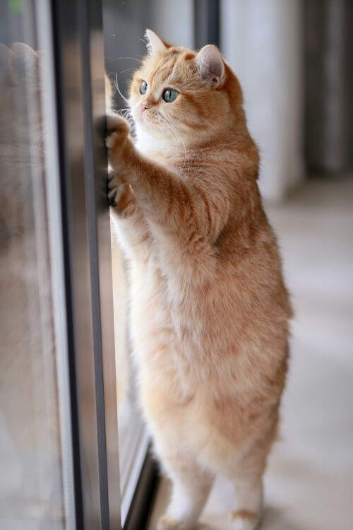 An orange cat standing on its hind legs, pawing at a glass door, embodying the theme of breaking free from closed doors.