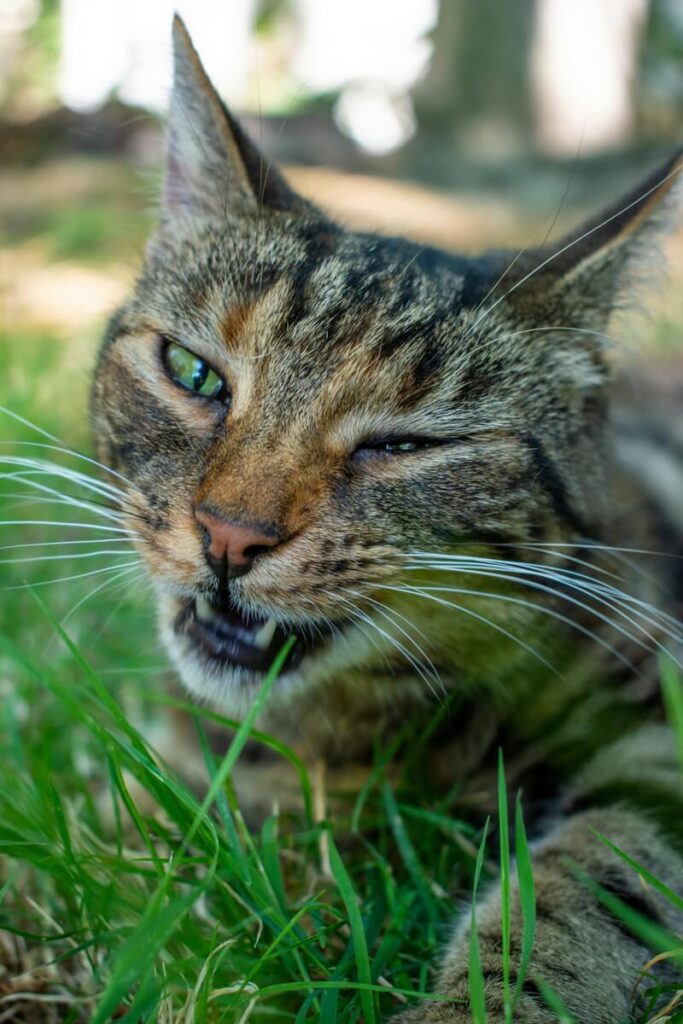 Tabby cat blinking while chewing on grass outdoors.