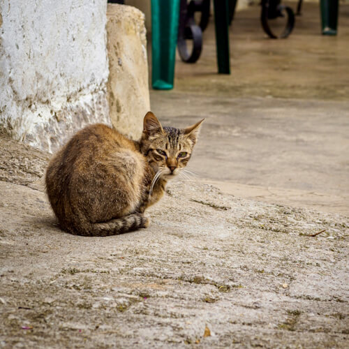 Pearl the cat sitting curled up outside a building with a thoughtful expression.