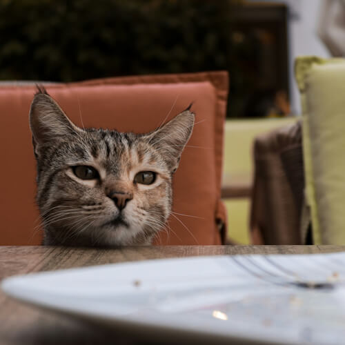 Tabby cat staring intently at an empty plate on a table.