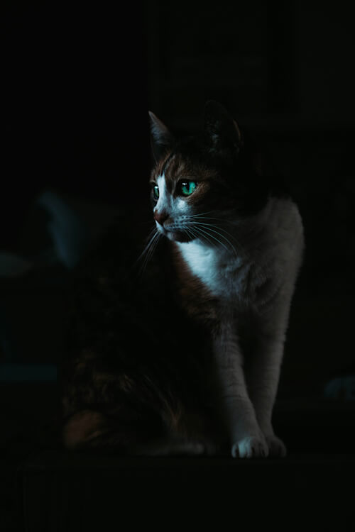 Cat with green eyes gazing into the distance in low light.