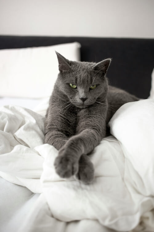 Grey cat named Romeo lounging on a bed with white sheets.
