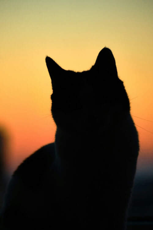 Silhouette of a cat at sunset with a vibrant sky in the background.