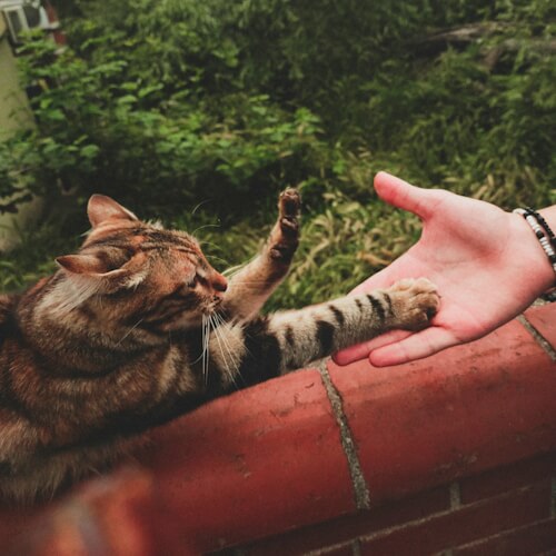 "Cat reaching out to touch a human hand over a brick wall"