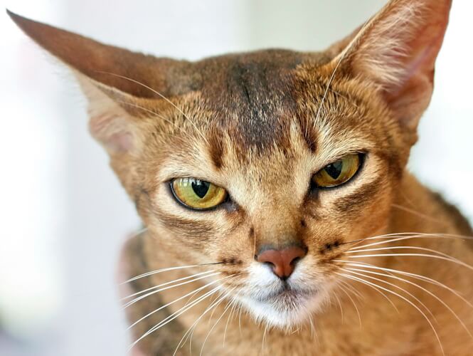 Abyssinian cat with a serious expression.