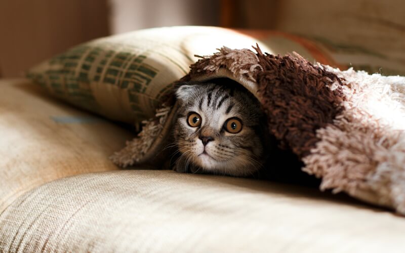 A curious cat peeking out from under a cozy blanket with wide eyes.