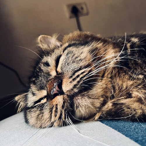 Fluffy tabby cat sleeping contentedly on a pillow.