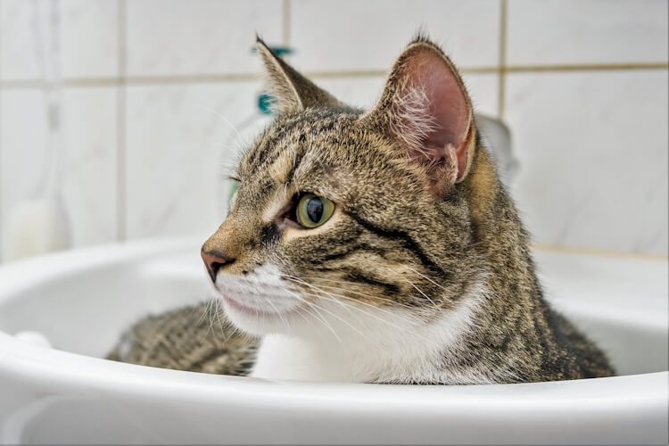 Cat lounging in a sink.