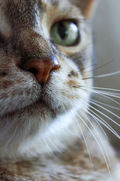 Close-up of Teddy the cat's nose and mouth with whiskers and green eyes partially visible.