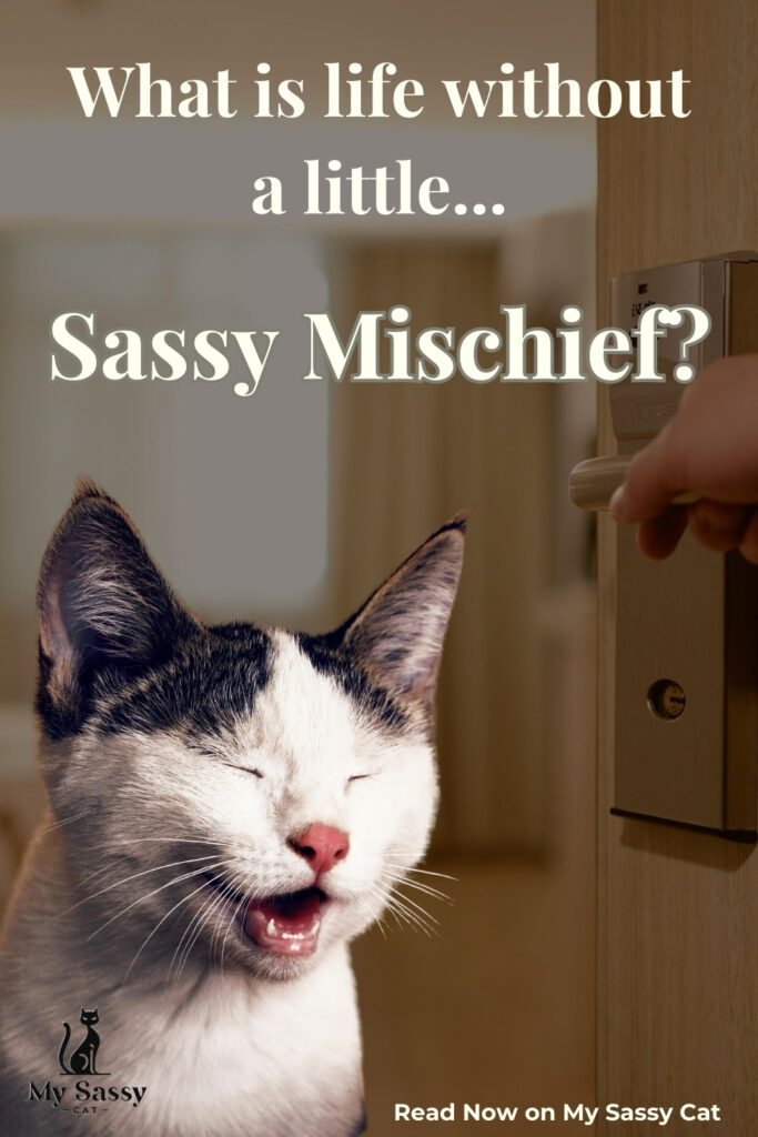 Black and white cat with a mischievous expression, caught mid-meow as a door handle is being turned.
