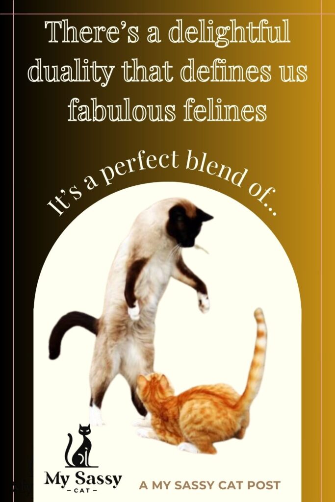 A banner advertising the blog post "The Playful Pounce," featuring two cats playing together.