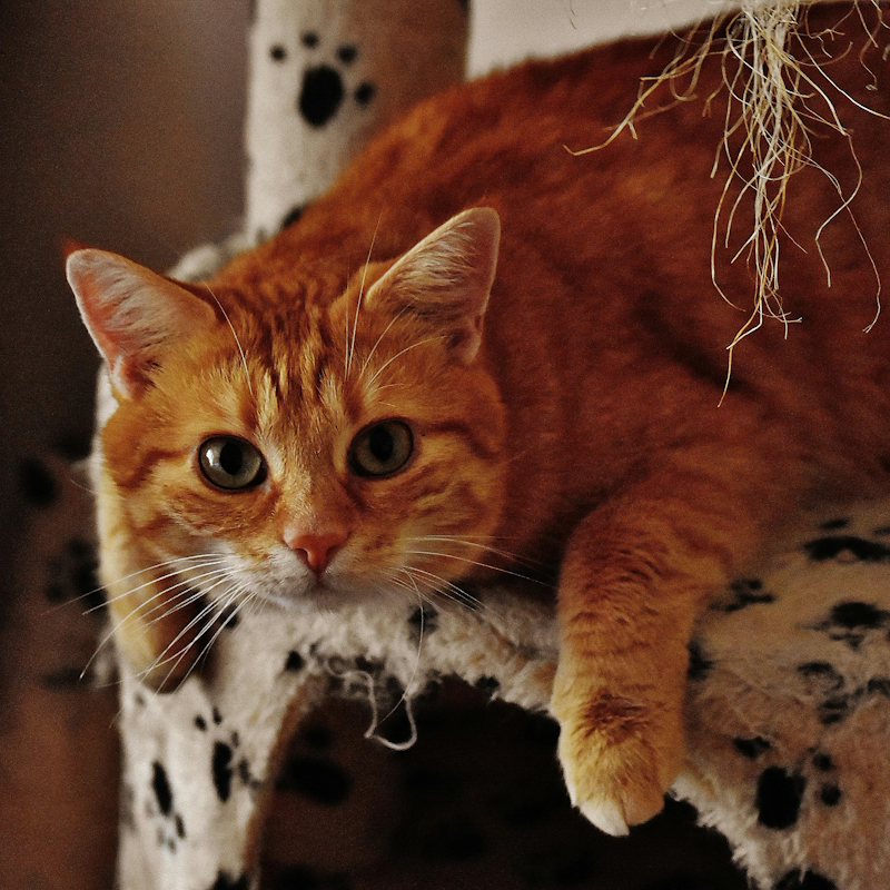 Orange tabby cat lounging on a cat tree, looking directly at the camera.
