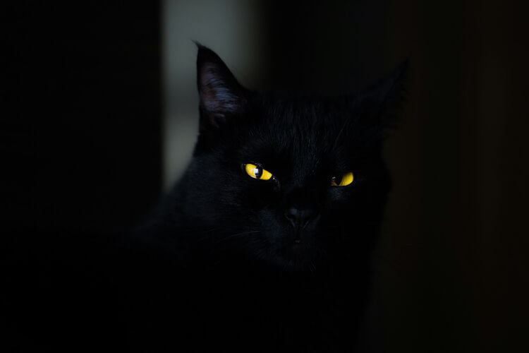 Black cat with glowing yellow eyes in a dark setting.
