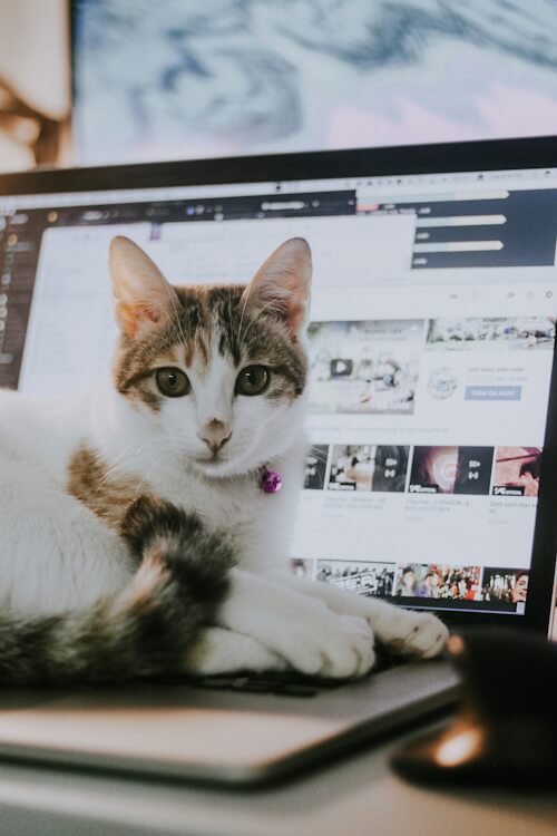 Calico cat lying on a laptop keyboard, with a YouTube page open on the screen.