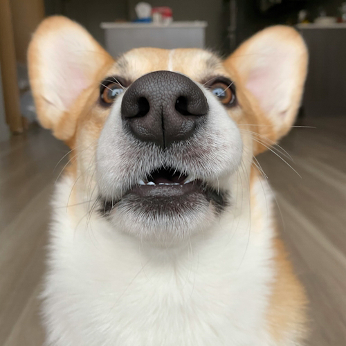 A close-up of a corgi dog looking directly into the camera with its mouth slightly open and ears perked up