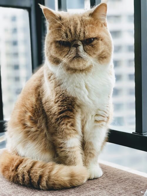 Grumpy-looking Persian cat sitting on a balcony.