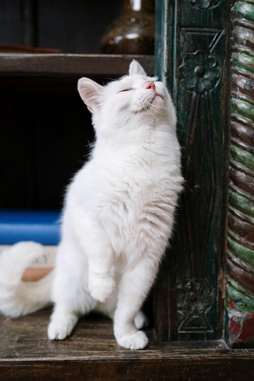 White cat rubbing against a wooden bookshelf, eyes closed in contentment.