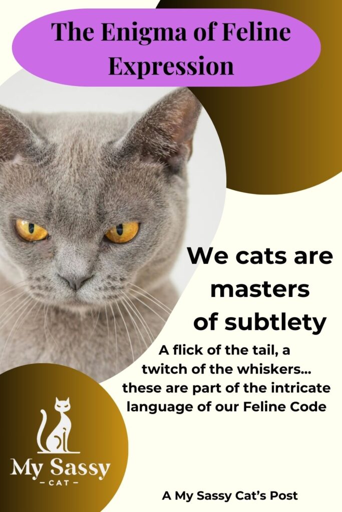 Grey cat with amber eyes illustrating feline expressions