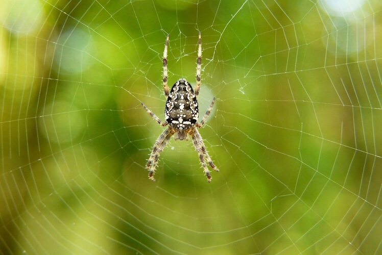 Spider in the center of its web.