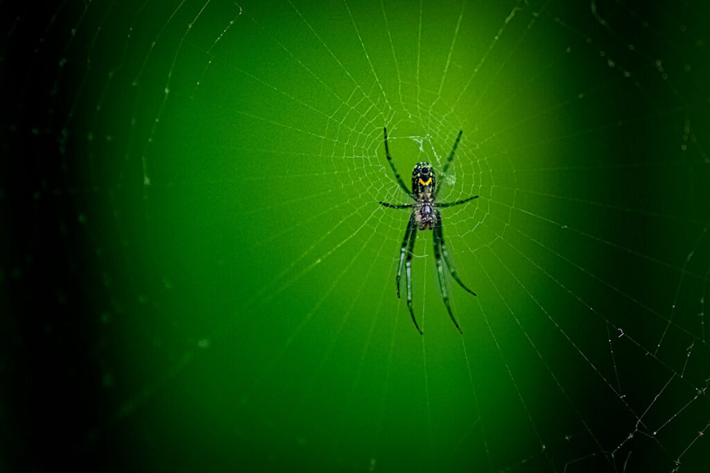 Spider in the center of a web with a vibrant green background.