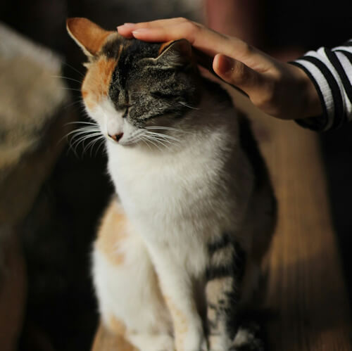 Cat named Bagheera being gently petted on the head by a hand.