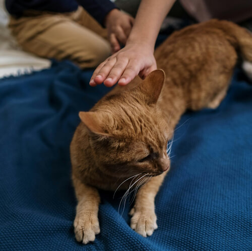 Ginger cat named Baloo being petted by a person on a blue blanket.