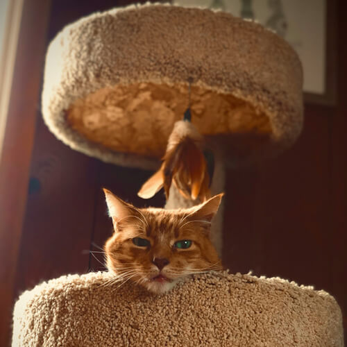 Ginger cat named Sue resting on a cat tree with a playful feather toy above.