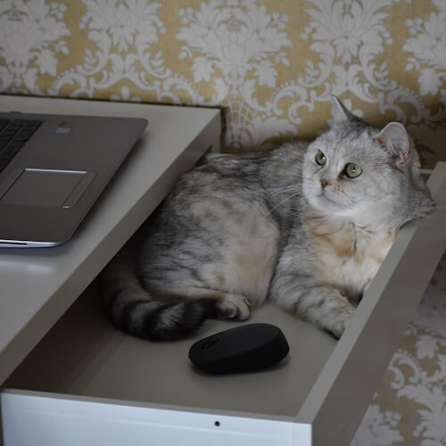 Gray and white cat named Winny lounging in a desk drawer beside a laptop.