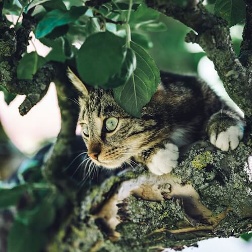 Berlioz peers curiously from a leafy tree branch.