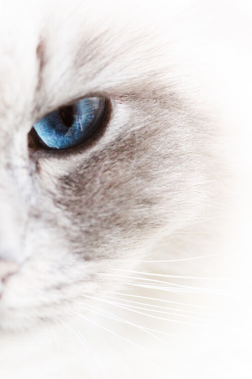 Close-up of Carla's striking blue eye.