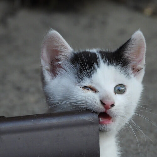 "Casper the cat chewing on a brown object with a playful expression, showcasing his quirky obsession."