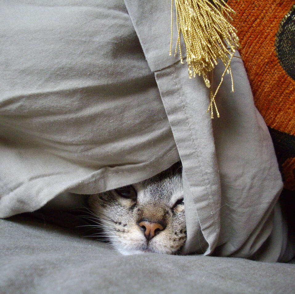 Domino cozily nestled under a grey blanket.
