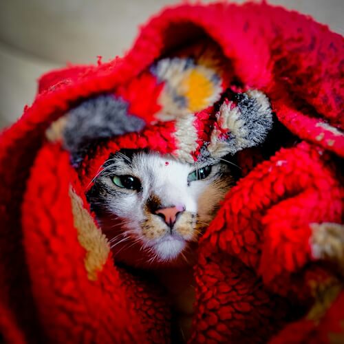 Earl peeks out from a vibrant red blanket, his gaze curious.