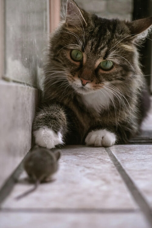 Echo confronts a mouse on a tiled floor.