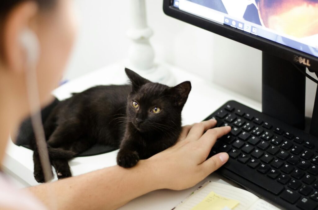 Black cat gently resting on a person's arm while they use a computer.