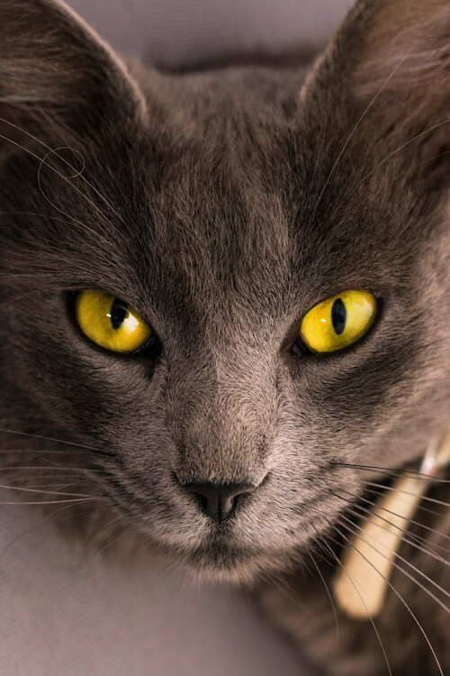Max's intense stare with vibrant yellow eyes
