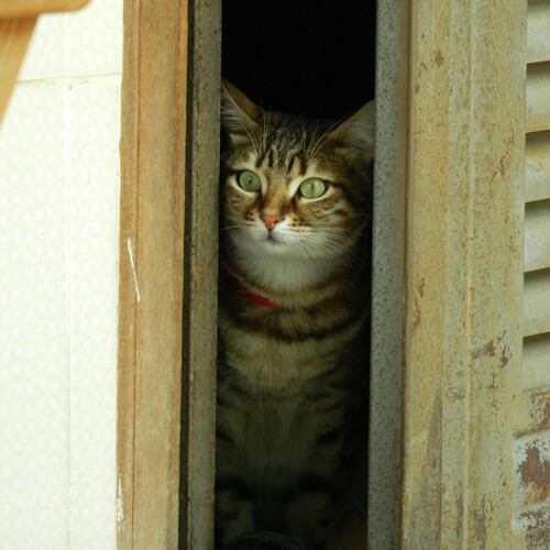 Tabby cat named Nina hiding in a small cabinet, peeking out.