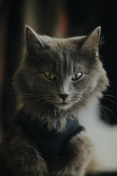 Norman dressed in a chic scarf, his gaze piercing.